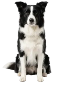 breed explorer grid